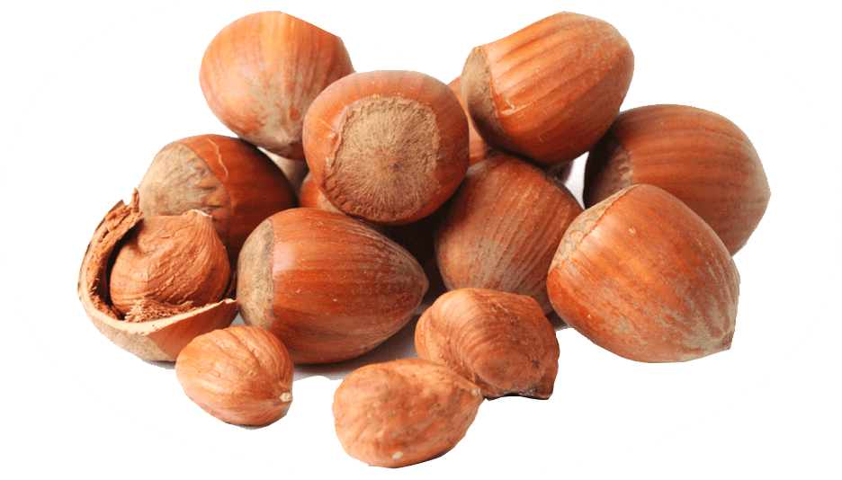 
                <b>Lješnjaci su hrana za mozak !</b>
				 <br><br> Visok udio vitamina E, Mangana, Tiamina i masnih kiselina pospješuje rad mozga te sudjeluje u prevenciji Parkinsonove bolesti, Alzeheimerove bolesti i demencije.