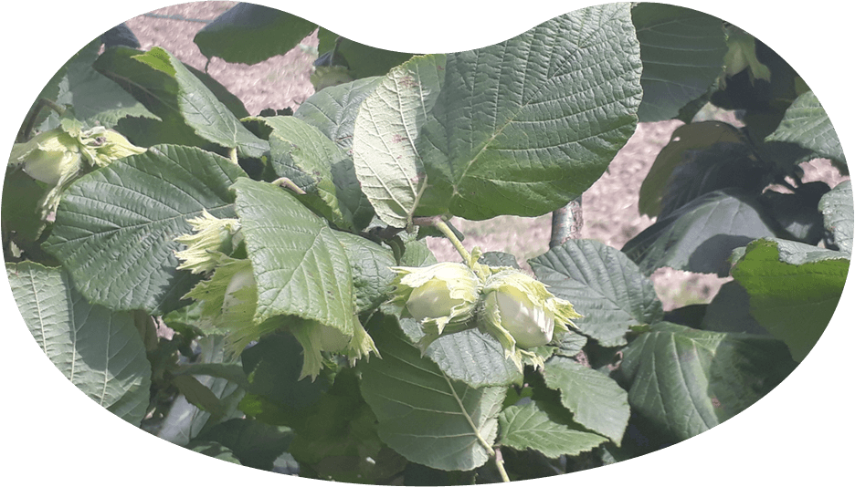 
                <b>Certificirana ekološka proizvodnja </b><br>
				<br>Očuvanje biološke raznolikosti.
                <br>Stručna kontrola.
				<br>Povoljan utjecaj na okoliš.
				<br>Proizvodi sa smanjenim udjelom štetnih tvari.<br>
			

