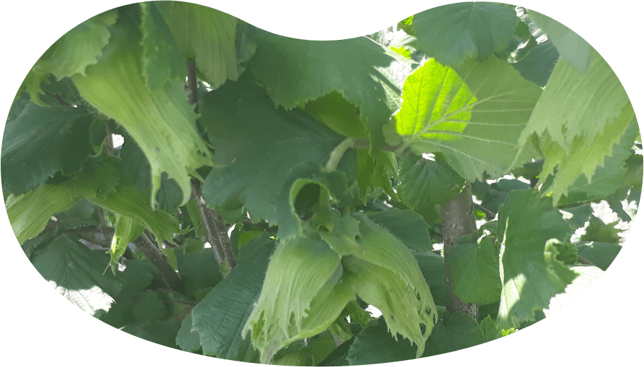 
                <b>Zdravlje </b><br>
                <br> Mnoga istraživanja pokazuju pozitivan utjecaj proizvoda od lješnjaka na kosu i 
                kožu te smanjenje rizika od bolesti srca i žila, dijabetesa te određenih vrsta karcinoma. 
                Plodovi lješnjaka također su pogodni za mršavljenje jer sadrže nezasićene masne kiseline.